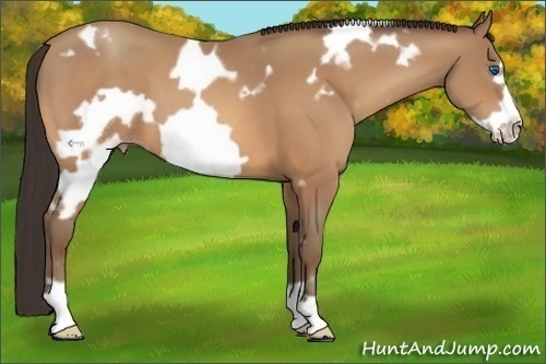 Horse Color:White Spotted Amber Champagne Frame 