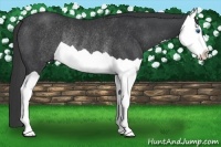 Horse Color:Black Splash Rabicano