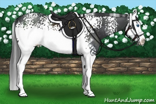 Horse Color:White Spotted Black Splash
