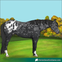 Horse Color:Black Ice Appaloosa 