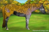 Horse Color:ERROR: UNKNOWN ANOMALY