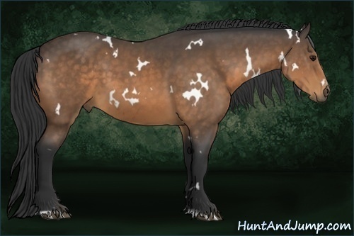 Horse Color:White Spotted Buckskin Sabino 