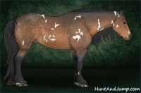 Horse Color:White Spotted Buckskin Sabino