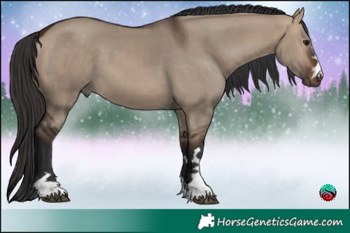 Horse Color:Bay Dun