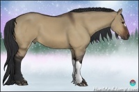 Horse Color:Bay Dun 