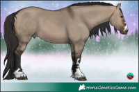 Horse Color:Bay Dun