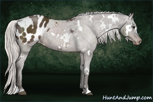 Horse Color:White Spotted Silver Brown Blanket Rabicano