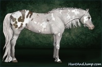 Horse Color:White Spotted Silver Brown Blanket Rabicano