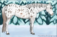 Horse Color:White Spotted Buckskin Appaloosa 