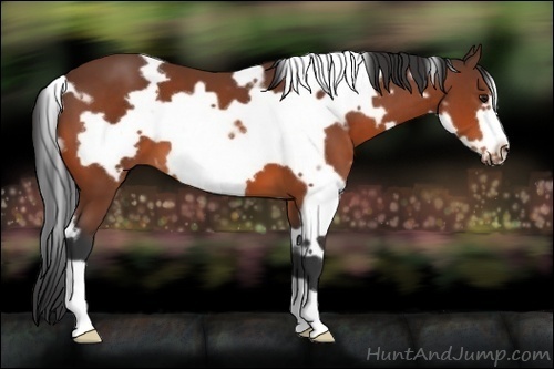 Horse Color:White Spotted Bay Frame 
