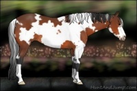 Horse Color:White Spotted Bay Frame
