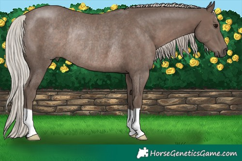 Horse Color:Silver Black Rabicano 