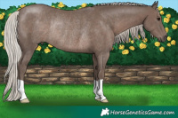 Horse Color:Silver Black Rabicano 