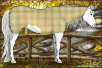 Horse Color:Plaid Silver Bay Dun Splash