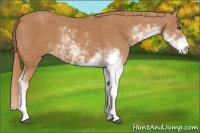 Horse Color:Chestnut Sabino
