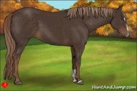 Horse Color:Liver Chestnut Sabino