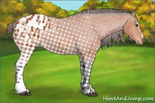 Horse Color:Bay Sabino Appaloosa 
