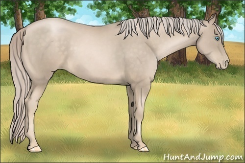 Horse Color:Chocolate Palomino Pearl 