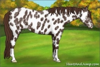 Horse Color:Liver Chestnut Ice Appaloosa 