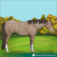 Horse Color:Classic Champagne Ice 