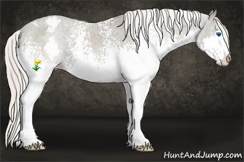 Horse Color:White Spotted Silver Black Splash Appaloosa 