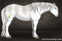 Horse Color:White Spotted Silver Black Splash Appaloosa 