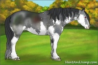 Horse Color:Black Chinchilla Splash