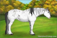 Horse Color:Grullo Sabino 