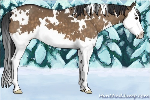 Horse Color:White Spotted Bay Dun Splash 
