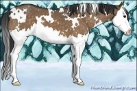Horse Color:White Spotted Bay Dun Splash 