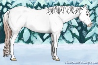 Horse Color:White Spotted Liver Red Dun Sabino Appaloosa 