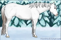 Horse Color:Liver Chestnut Sabino Appaloosa 