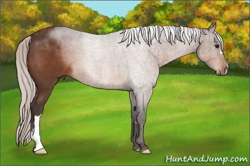 Horse Color:Silver Bay 