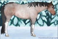 Horse Color:Bay 