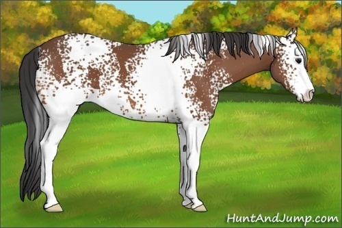 Horse Color:White Spotted Bay Sabino
