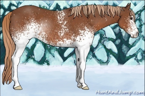 Horse Color:White Spotted Chestnut 