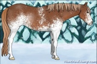 Horse Color:White Spotted Chestnut 