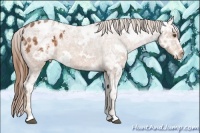 Horse Color:White Spotted Chestnut Ice Appaloosa 
