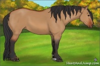 Horse Color:Bay Dun