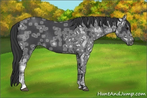 Horse Color:Blue Ice Roan Rabicano 
