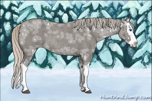 Horse Color:Silver Blue Ice Roan Splash Rabicano