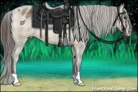 Horse Color:Plaid  Bay Dun Appaloosa 
