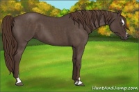 Horse Color:Liver Red Roan Sabino 