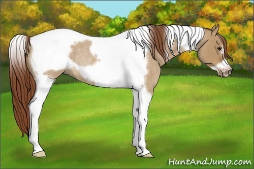 Horse Color:Red Dun Roan Tobiano Frame Rabicano 