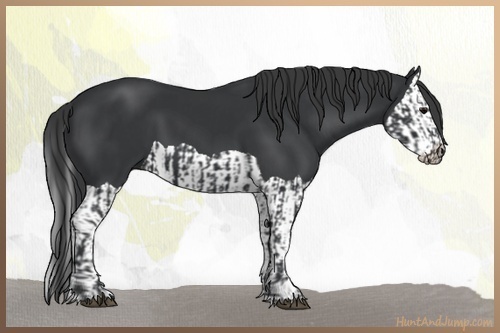Horse Color:Black  and Black Splash 