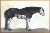 Horse Color:Black and Black Splash