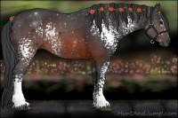 Horse Color:White Spotted Brown 