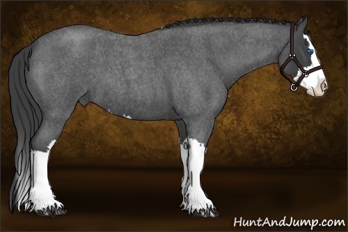 Horse Color:Smoky Blue Roan Splash