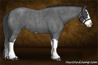 Horse Color:Smoky Blue Roan Splash 