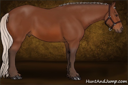 Horse Color:Silver Bay 